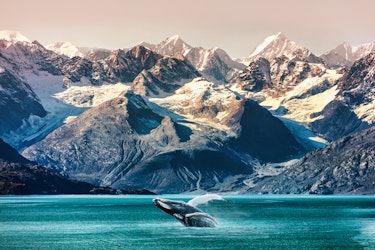 Alaska whale watching boat excursion.